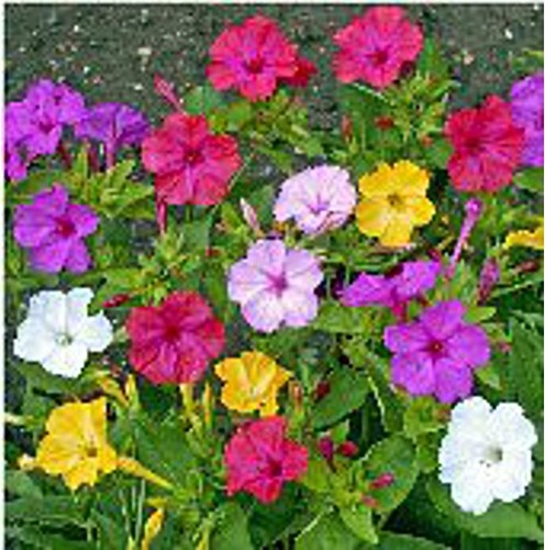 Four clock flowers - four, o